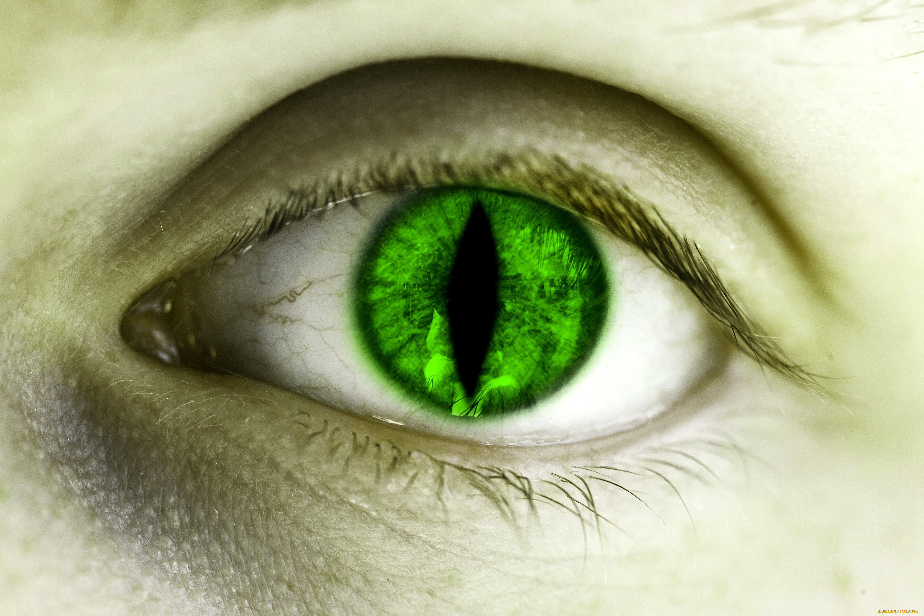 He got green eyes. Изумрудные глаза. Зелёные глаза. Изумрудно зеленые глаза. Зеленый зрачок.